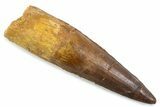 Fossil Spinosaurus Tooth - Real Dinosaur Tooth #374015-1
